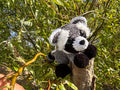 Waschbär Maxi🦝